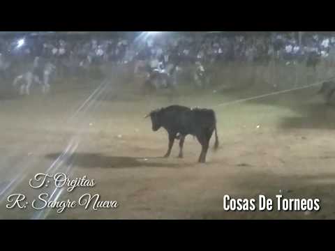 Gran Duelo De Ganaderías De Muna - 25/08/2019