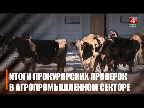Более 600 актов прокурорского надзора вынесено в 2025 году в АПК Гомельщины видео