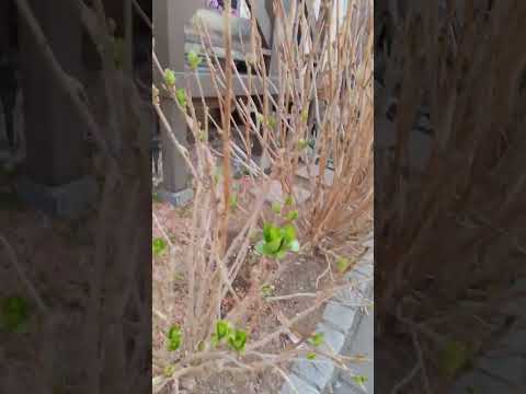 アジサイと組み合わせる植物 庭のコンパニオンプランツ 木々 低木