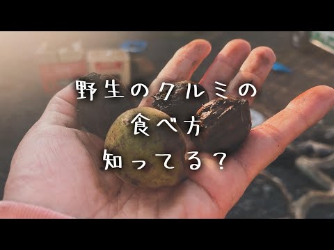 2023年にクルミの木を植える時期と方法