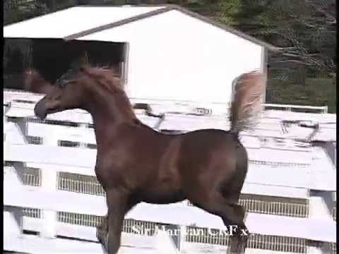 Sir Marwan CRF x Marcilla 2013 Colt