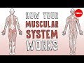 How your muscular system works - Emma Bryce