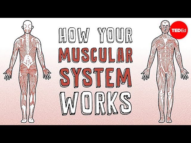 英語のmuscleのビデオ発音