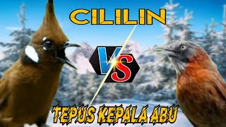 Download lagu 🔴MASTERAN CILILIN SUPER GACOR VS TEPUS KEPALA ABU GACOR AUDIO JERNIH cocok buat murai batu, cak ijo mp3