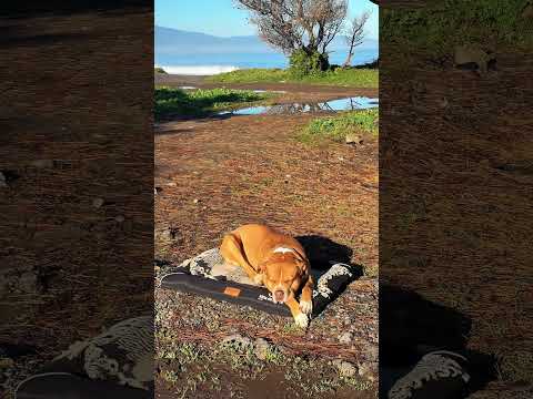 Mañana en la playa el monolito | región de Maule, Chile 🇨🇱 #chancochile #regiondemaule #chile