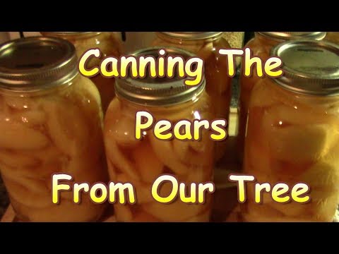 Canning Pears From Our Tree