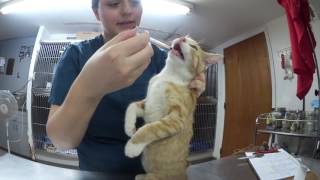 Labor Day + Working As A Vet Tech In An Animal Hospital [Vlog] |KRISTABELL626