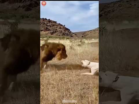 Atlas Lion vs Dogo Argentino. Who Wins This Wild Battle?