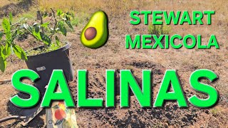 PLANTING A STEWART MEXICOLA AVOCADO TREE IN SALINAS CALIFORNIA