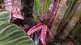 Plants You Can't Go Wrong With