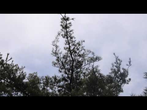 Shamanic Journey...Light Code Activation Meditative Healing