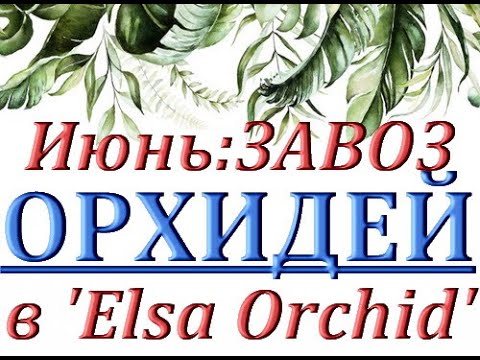 ВТОРОЙ июньский ЗАВОЗ ОРХИДЕЙ в 'Elsa Orchid',ОРХИДЕИ ПОЧТОЙ,Самара,ссылки - в описании.