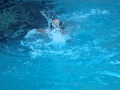 Aganith Swimmimg