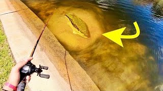 Dropping a bait on GIANT CLEAR WATER BASS!!