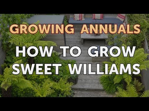 Laws on Growing Poppies