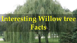 Interesting Willow tree Facts