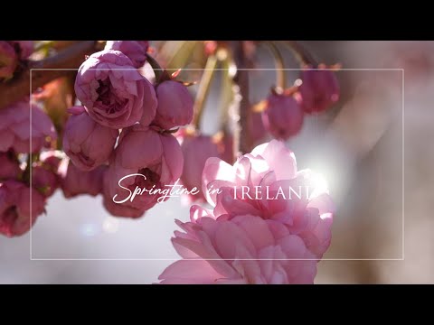 Spring in Ireland | Easter Celebrations | Artist Studio | How I Create