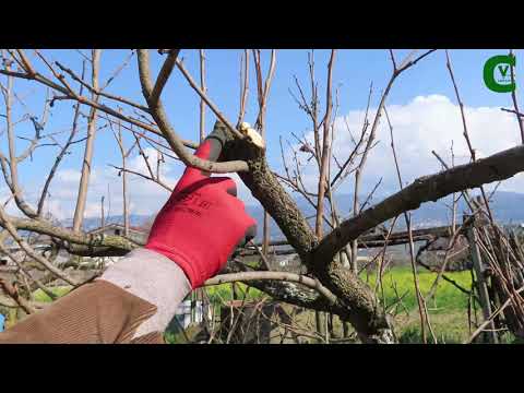 Persimmon: maintenance pruning of Diospyros kaki. How and when to prune persimmons.