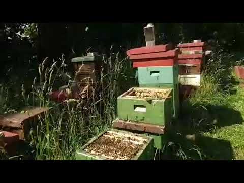 honungsskörd i barnkammaren