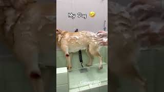 My Friends Dog VS My Dog 🐕