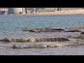Chambal River Crocodiles And Gharials