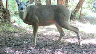 Trail Cameras California