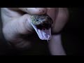 Ground Snake! | Expedition New Guinea | BBC Studios