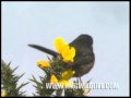 Dartford Warbler. 