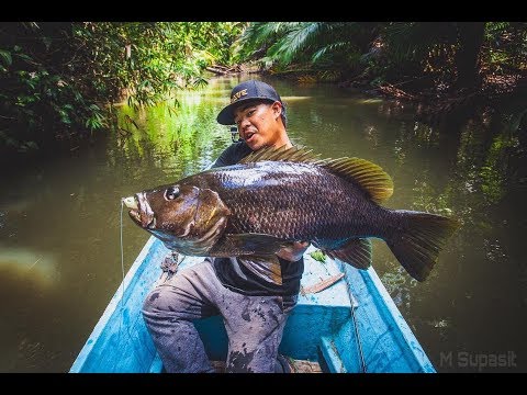 download lagu mp3 mp4 Black Bass, download lagu Black Bass gratis, unduh video klip Black Bass