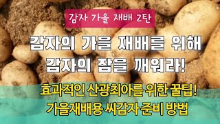 감자 가을재배 2탄- 감자의 잠을 깨워라