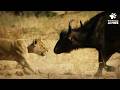 Lion Vs Buffalo How This Chase Takes An Unexpected Turn Nature Is Brutal