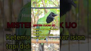 Download lagu Cucak Ijo Ketemu Stelan Bongkar Isian Tapi Didis Ketemu Stelan Didis Tapi Ngukluk #shorts mp3 Download lagu Cucak Ijo Ketemu Stelan Bongkar Isian Tapi Didis Ketemu Stelan Didis Tapi Ngukluk #shorts mp3
