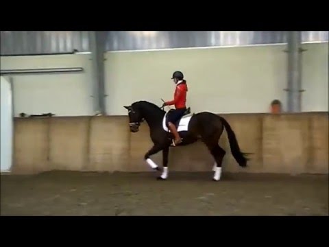 "Free Willi" ( Fürstenball x Laurentio) "Rudilore Mutterstamm" geb. 2013