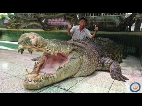 Les 10 Plus Gros Crocodiles du Monde!