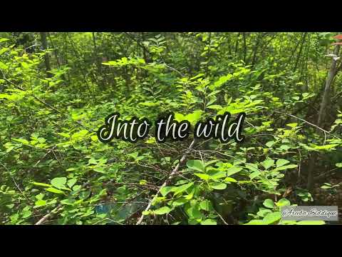Into the wild - Nature (Shot on iPhone)
