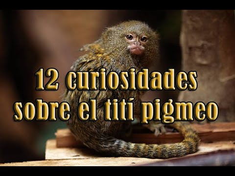 , title : '**12 curiosidades sobre el tití pigmeo**'