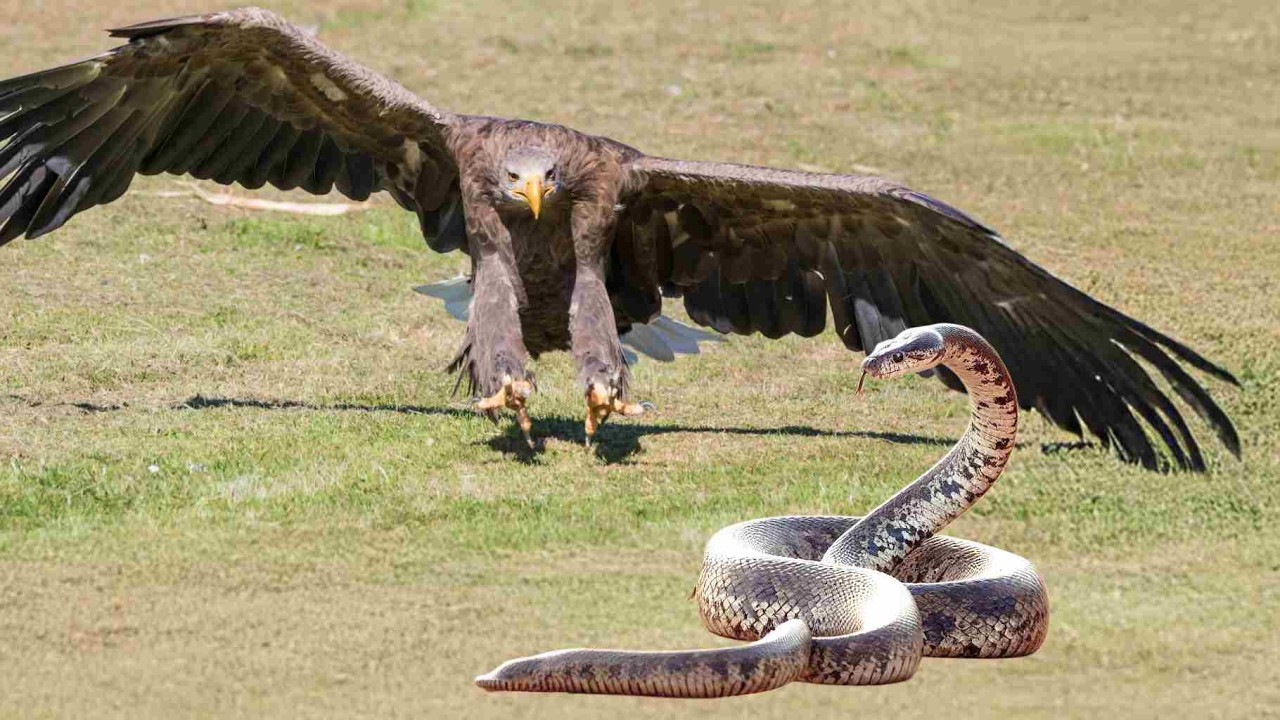 OS 9 MOMENTOS MAIS CRUEIS DE ATAQUES DE ÁGUIA.