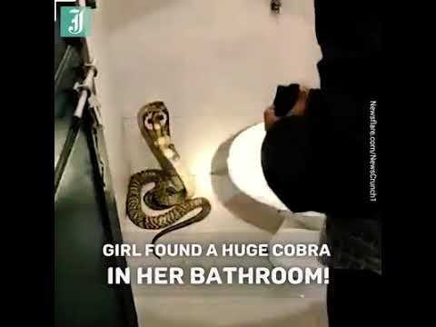 This girl found a huge cobra in her bathroom 🚽 🐍