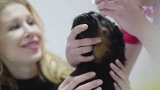 Eye Problems In Pets