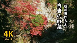 鴨川市四方木 白岩の紅葉 2023