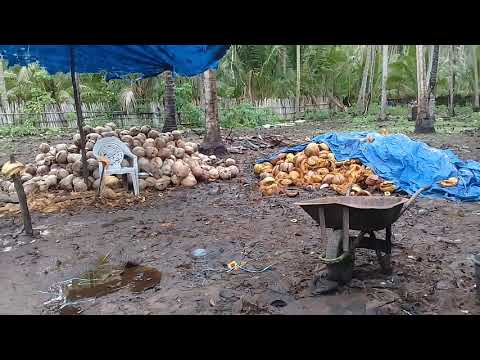 VIDEO: Harga Kopra Turun, Ini Harapan Warga Selayar