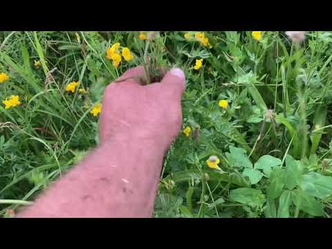 Birdsfoot Trefoil Hay Field Scout