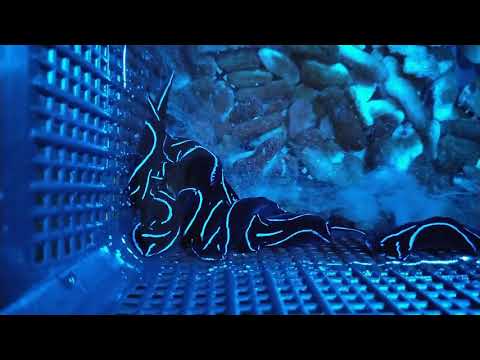 Postrach wirków wrócił!😱😱😱 Ilość mocno ograniczona 😎