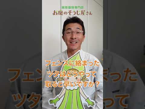 フェンスのヒルガオと戦う:これが雑草を取り除く方法です 植物