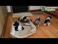 Havanese dogs for sale: Jack  - Video 1