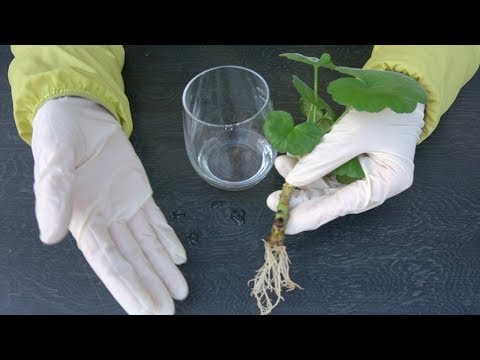 天然ゼラニウム肥料は開花を促進します