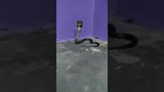 Download lagu tedung senduk..tangkap dan lepas.. part 1 #najakaouthia #tedungsenduk mp3