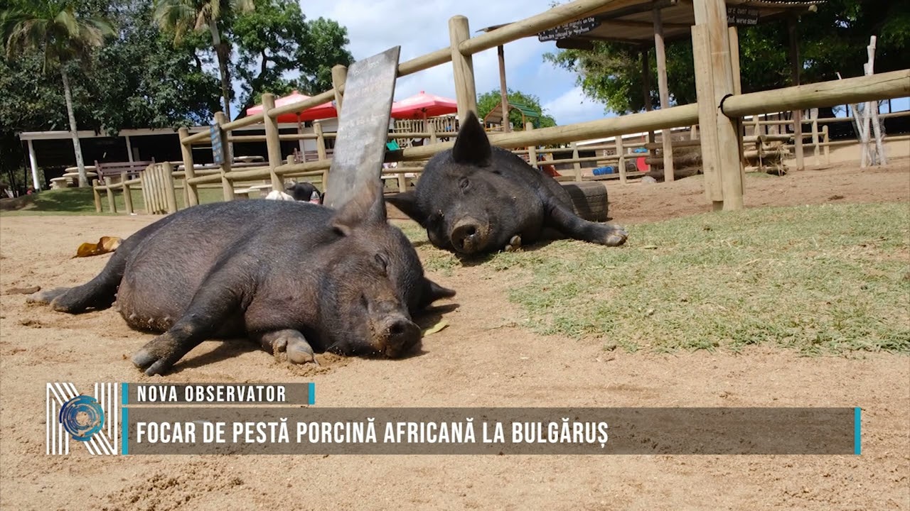 Focar de Pestă Porcină Africană la Bulgăruș