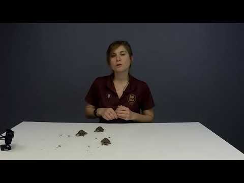 Take a step out of the box and come fall in love with the Turtlets.