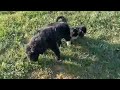 Black Russian Terrier puppy for sale